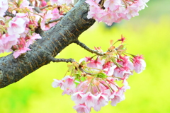 河津桜と菜の花②