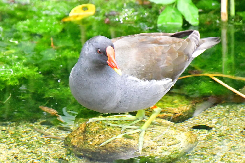 バン成鳥③