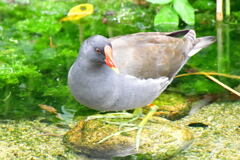 バン成鳥③