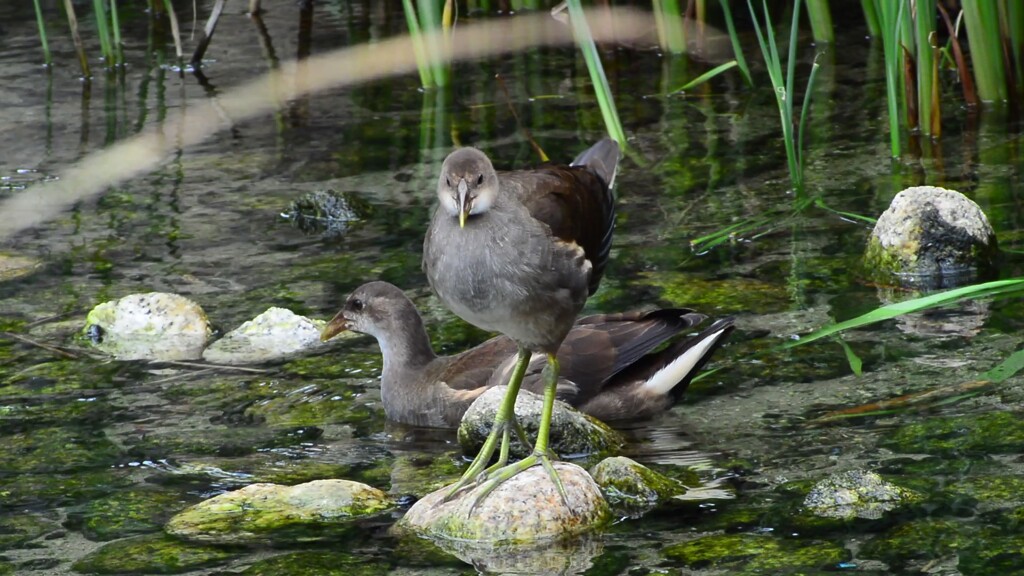 バン幼鳥⑥