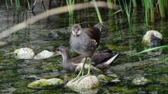 バン幼鳥⑥
