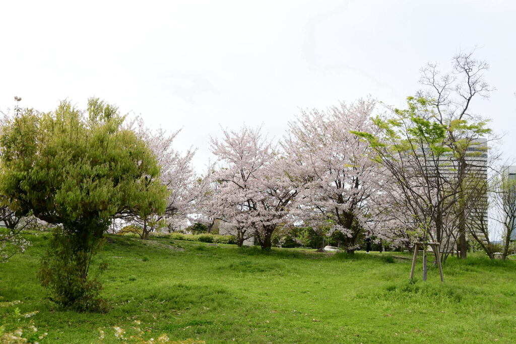 南公園のソメイヨシノ⑥