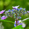 ハーブ園の紫陽花⑩