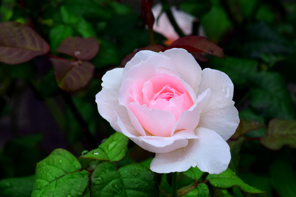 雨の日の秋薔薇③