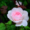 雨の日の秋薔薇③