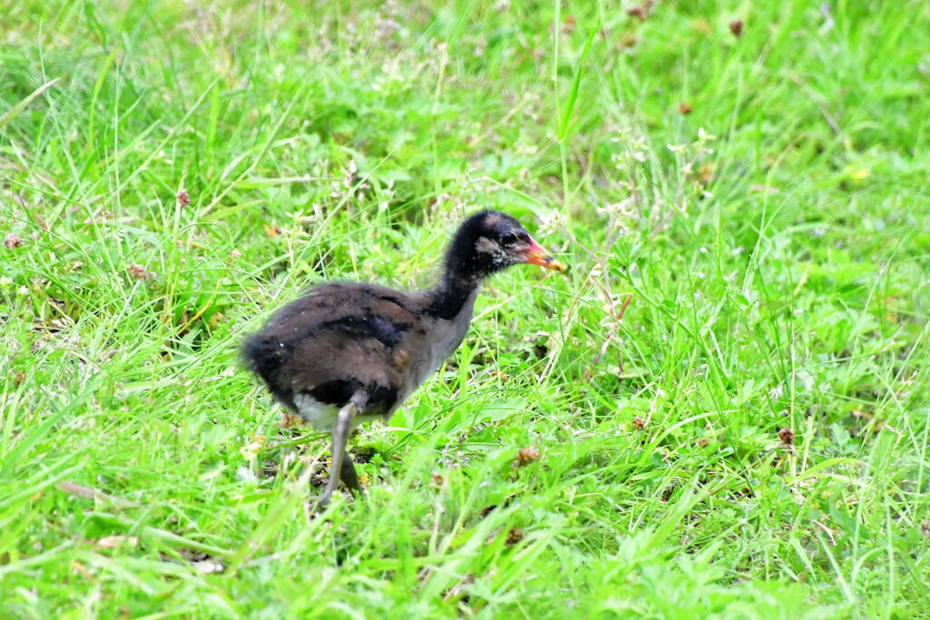 バン幼鳥②