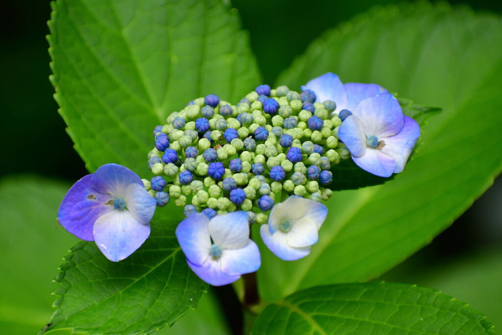 須磨離宮・紫陽花②