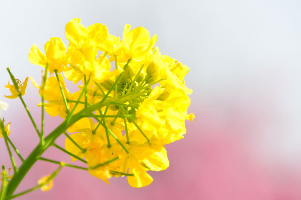 菜の花と河津桜（７）