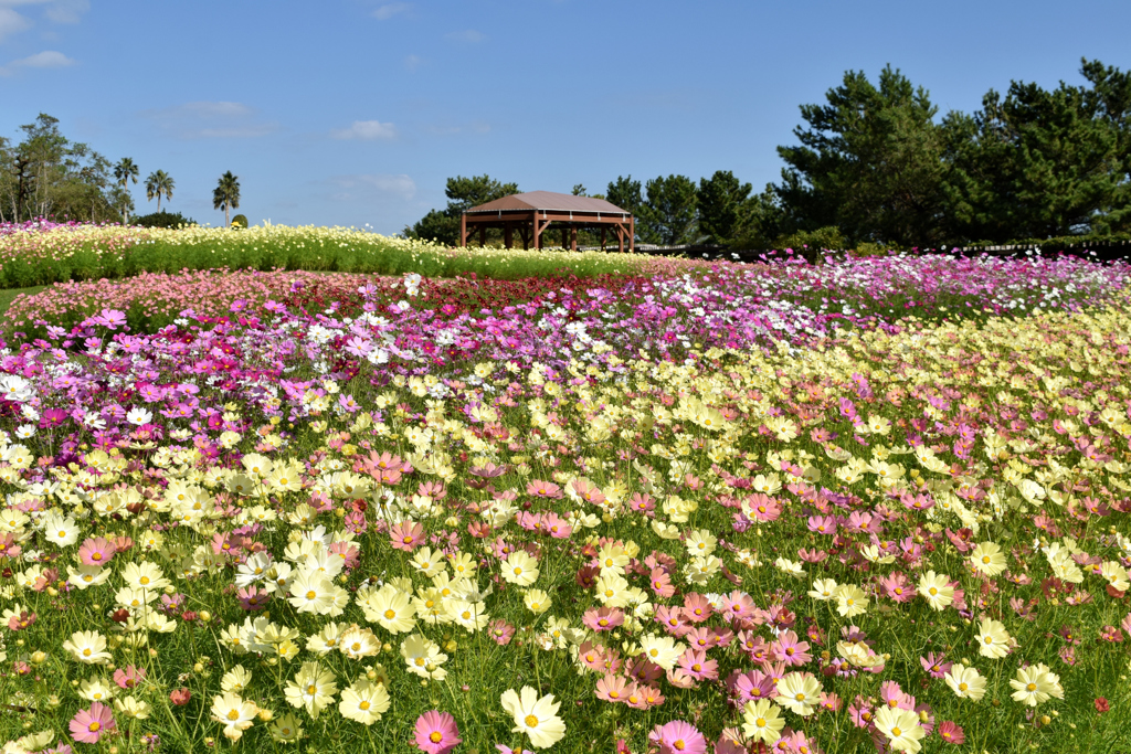 明石海峡公園・コスモス⑦