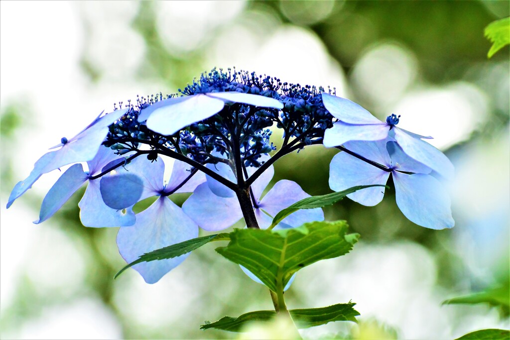 紫陽花・森林植物園⑤