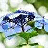 紫陽花・森林植物園⑤