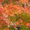 神戸市立須磨離宮公園⑨