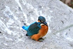 カワセミ・42