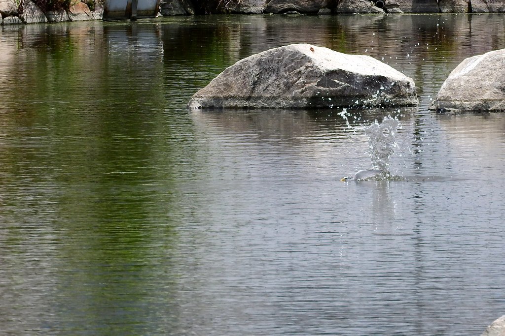 公園のコアジサシ①