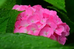 雨上がり⑫