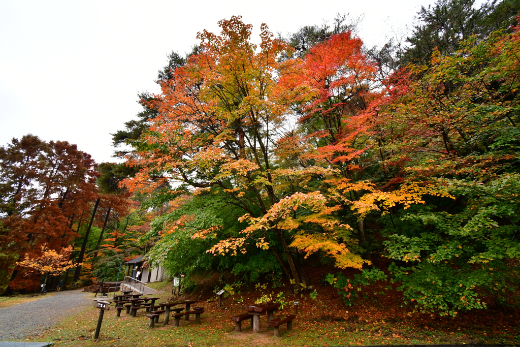 雨の日の紅葉⑪