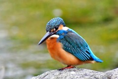 カワセミ・34