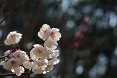 八重海棠③