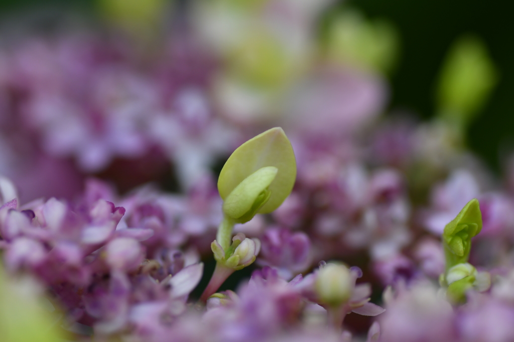 雨待ち紫陽花⑦