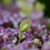雨待ち紫陽花⑦