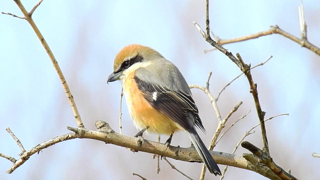 百舌鳥④
