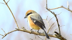 百舌鳥④