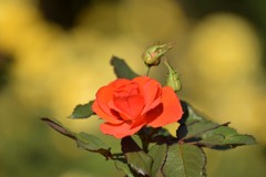 秋薔薇⑤