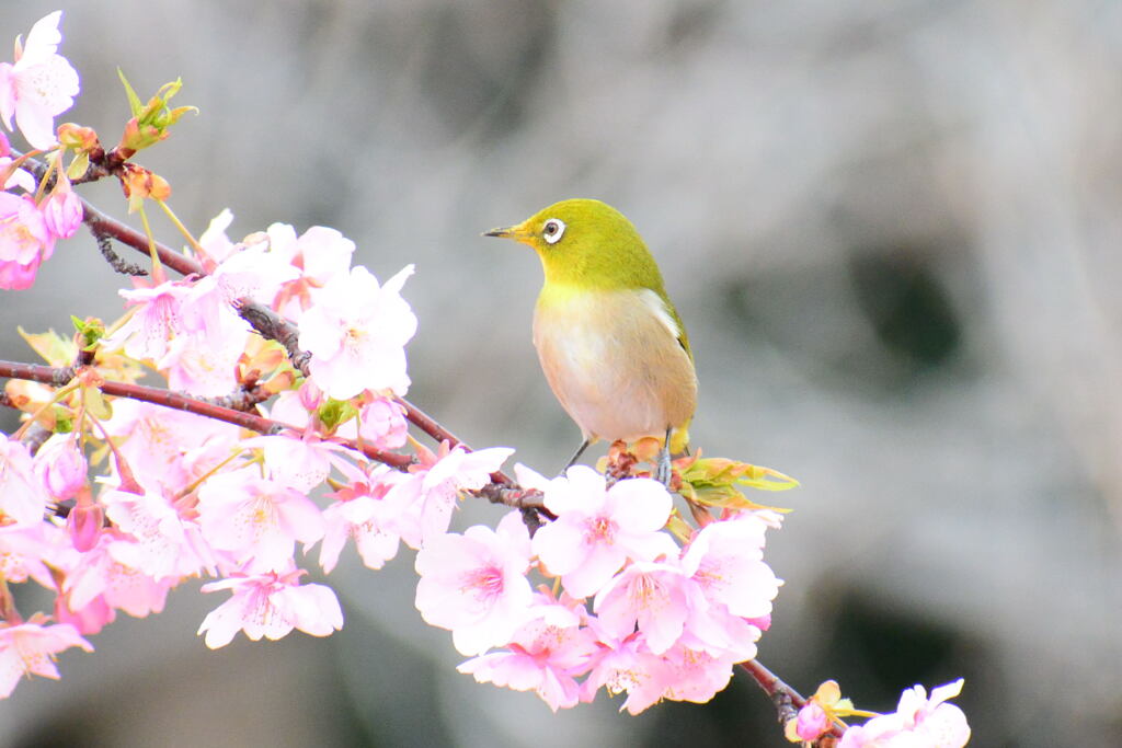 河津桜とメジロ⑤