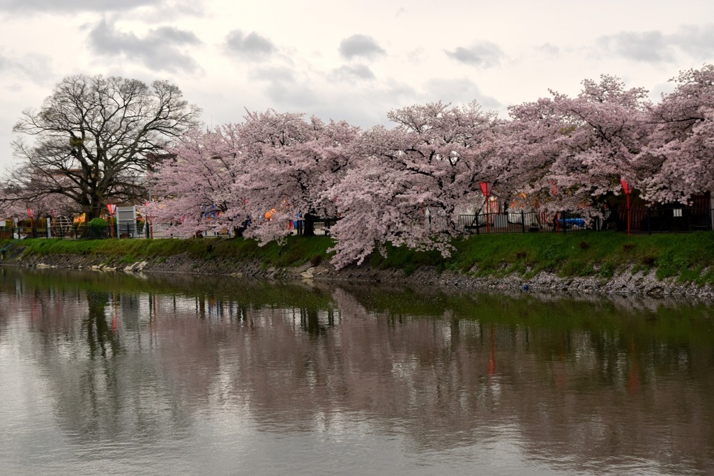 高田・千本桜⑦