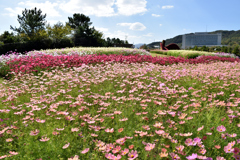 明石海峡公園・コスモス⑧