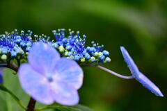 ハーブ園の紫陽花⑦
