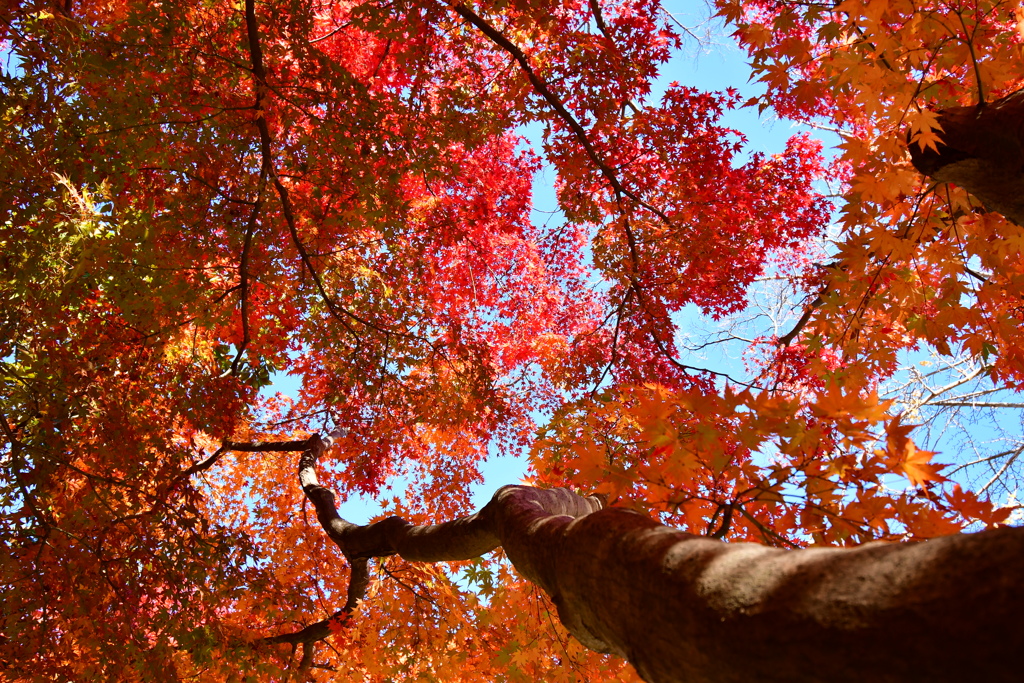 須磨離宮公園の紅葉①