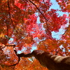 須磨離宮公園の紅葉①
