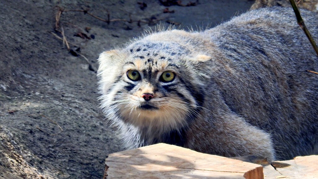 マヌルネコ④