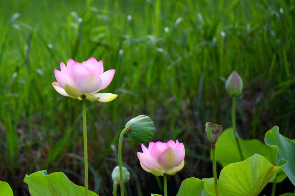 ハスの花⑨