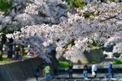 夙川公園の桜②