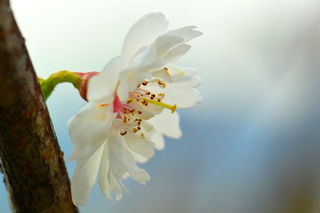 十月桜①