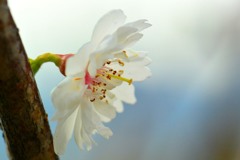 十月桜①