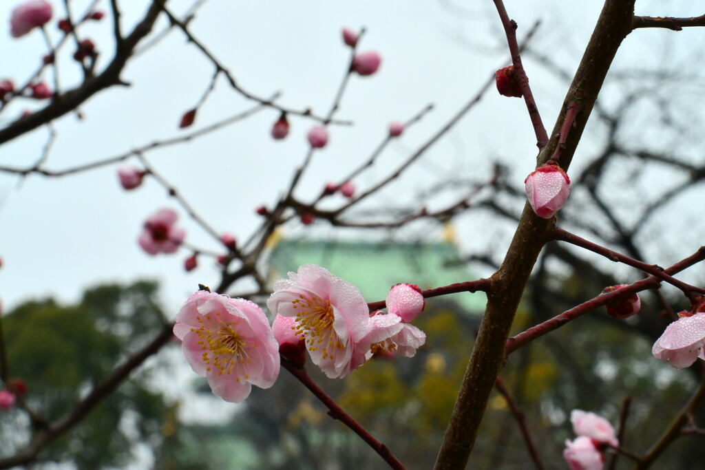 大阪城公園・梅林②