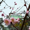 大阪城公園・梅林②