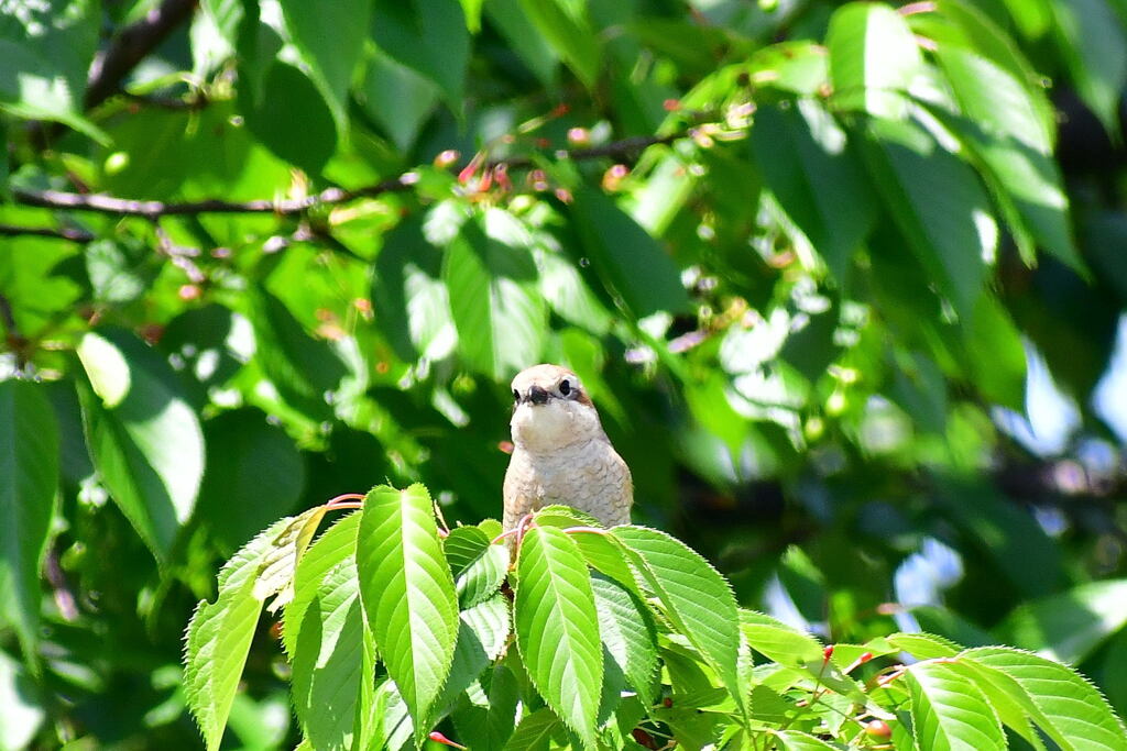 百舌鳥幼鳥④