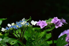 ハーブ園の紫陽花⑤