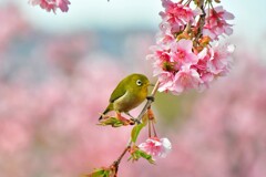 メジロ㊲