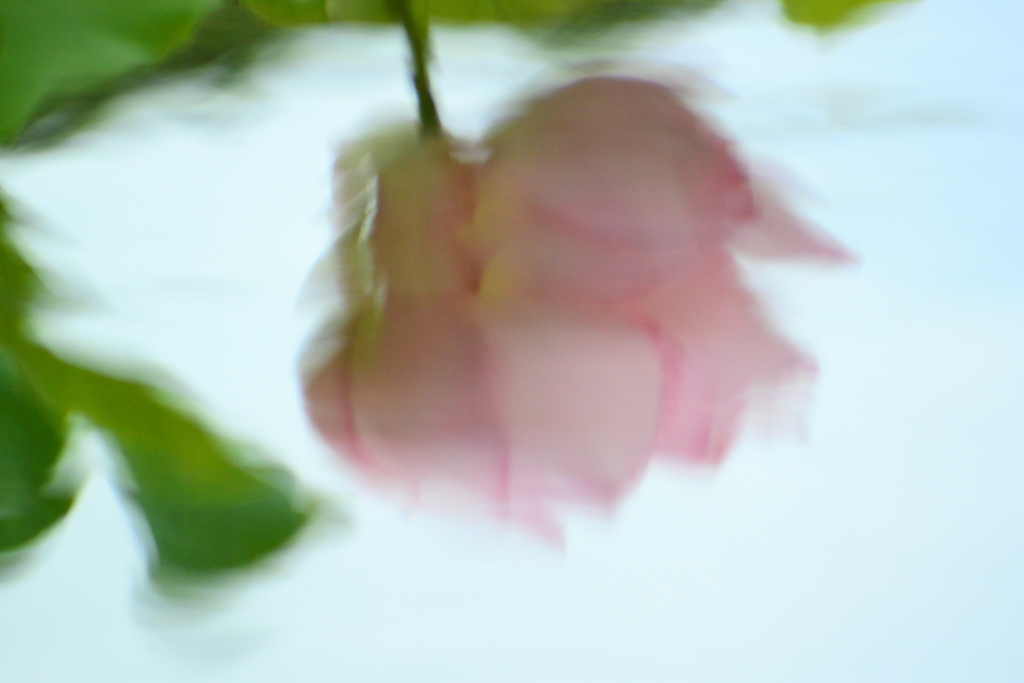 盛夏(23)