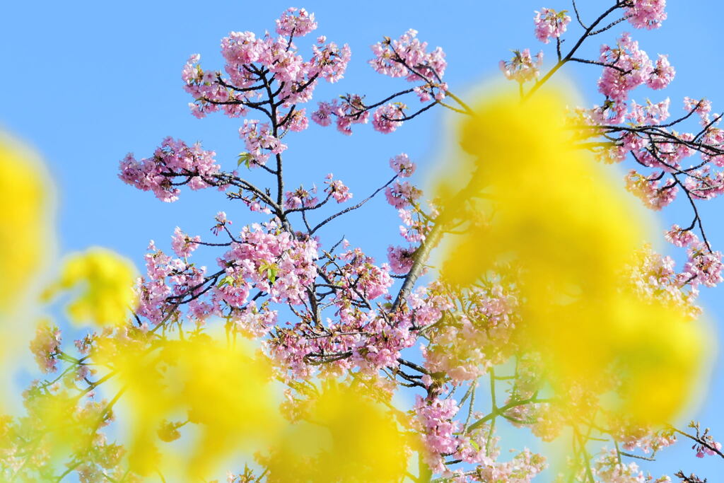 菜の花と河津桜（５）