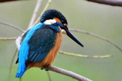 カワセミ・50