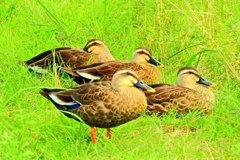 カルガモ４兄弟？