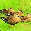 カルガモ４兄弟？