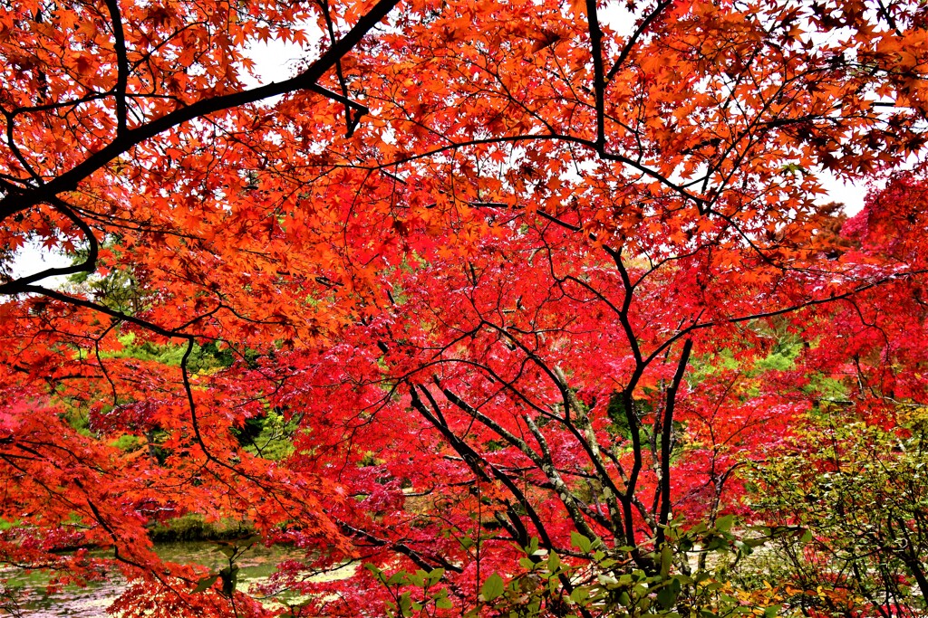 雨の日の紅葉⑮