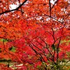 雨の日の紅葉⑮